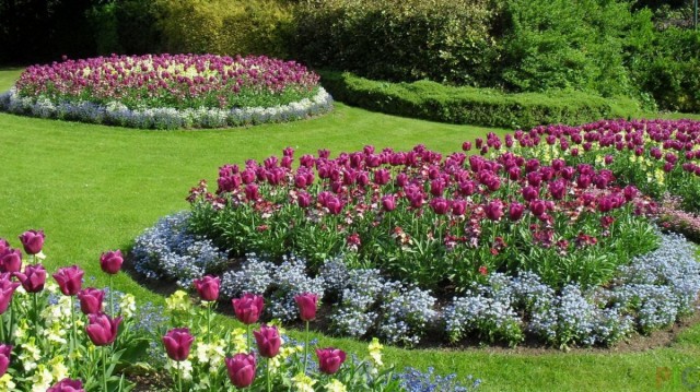 Клумбы с тюльпанами и весенними цветами