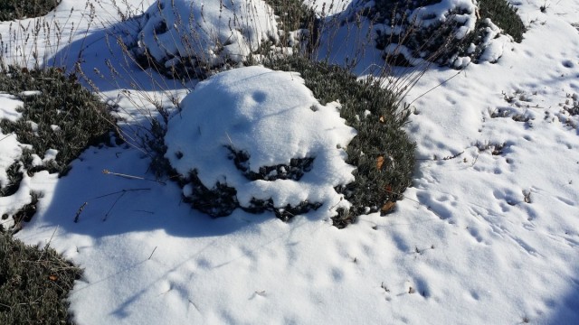 Неукрытые снегом декоративные растения