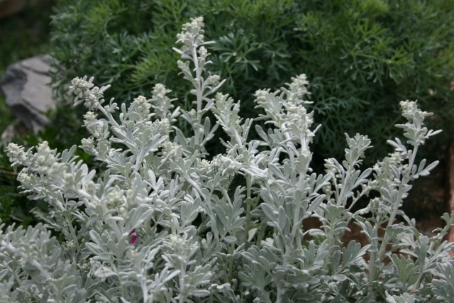  Полынь Стеллера (Artemisia stelleriana)