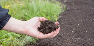 Плодородная почва, улучшенная бактериальными удобрениями