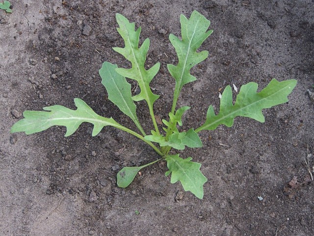 Руккола дикая, или Двурядка тонколистная (Diplotaxis tenuifolia)