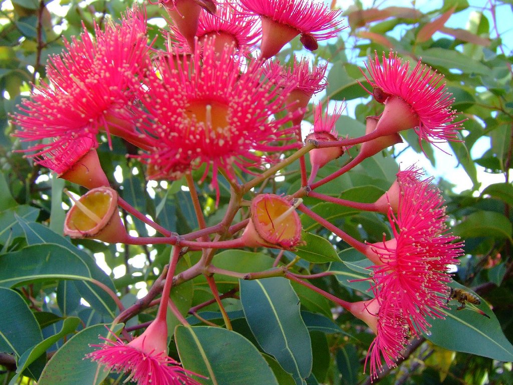 Растения из австралии