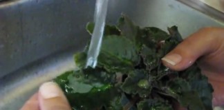 Как помыть сенполию (узамбарскую фиалку)