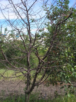 Погибшее от коккомикоза дерево вишни