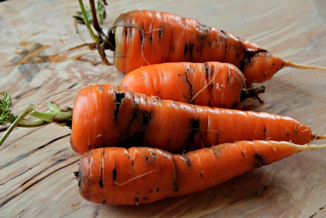 Морковь, повреждённая личинками морковной мухи