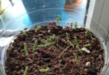 Выращивание портулака крупноцветкового из семян