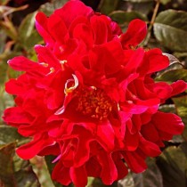 Роза «Индиан Раффлc» (Rosa 'Indian Ruffles')