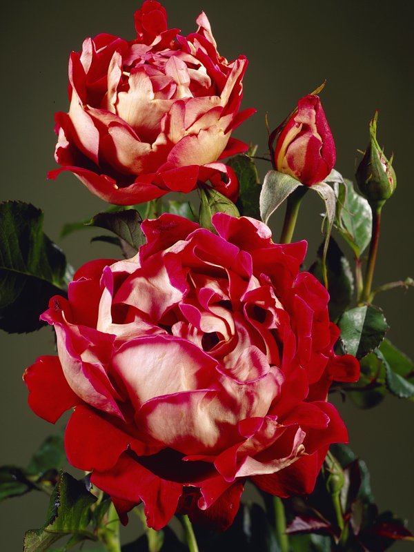 Сорта роз серии Раффлс описание выращивание и уход за флорибундами серии Раффлс