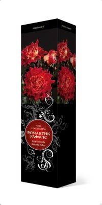Роза «Романтик Раффлс» (Rosa 'Romantic Ruffles')