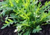 Руккола, или Гусеничник посевной, или Индау посевной, или Эрука посевная (Eruca vesicaria, syn. Eruca sativa)