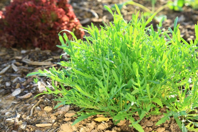 Руккола садовая, или Гусеничник посевной, или Индау посевной, или Эрука посевная (Eruca vesicaria, syn. Eruca sativa)