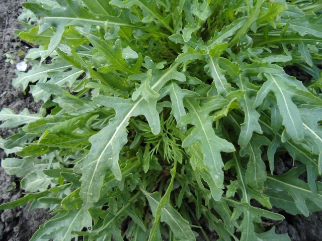 Руккола садовая, или Эрука посевная (Eruca vesicaria)
