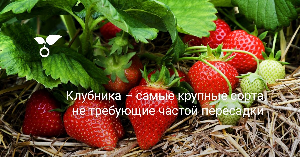 Самые сладкие сорта клубники для средней полосы россии с фото и описанием