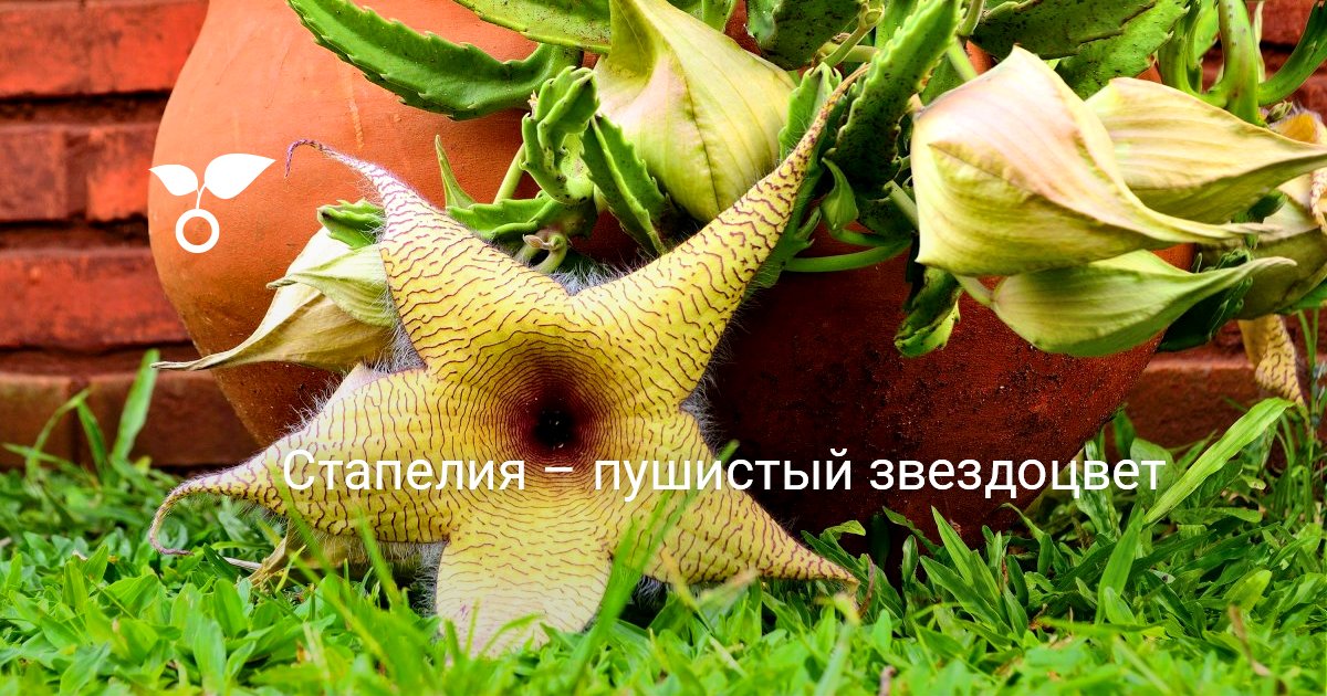 Стапелия Stapelia