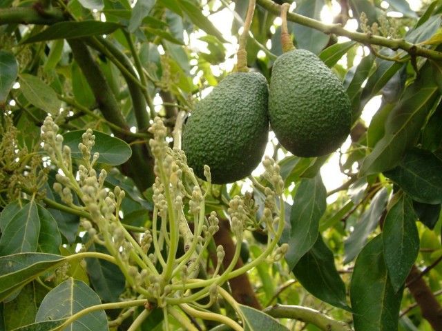 Соцветия и плоды авокадо на ветке дерева персея американская (Persea americana)