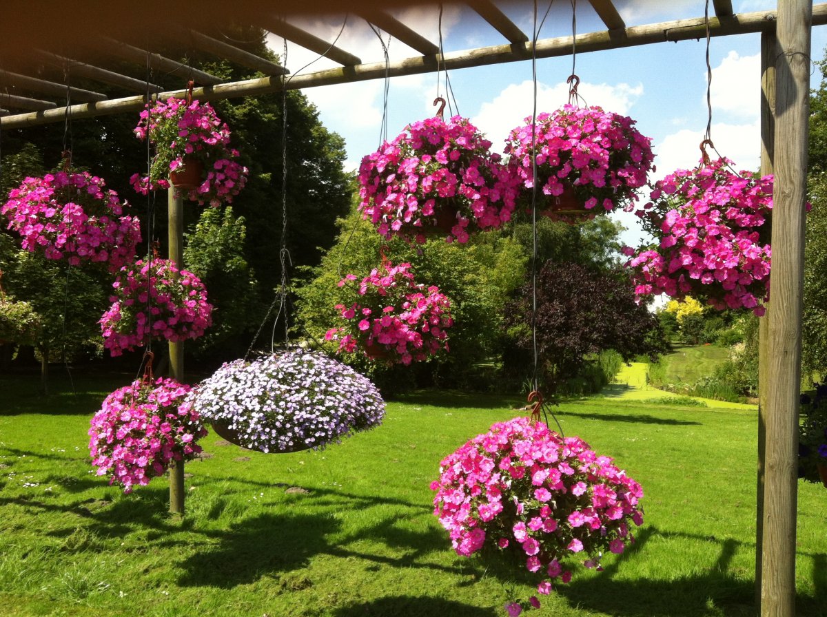Висячие сады из летников. Композиции из однолетних цветов в подвесных кашпо.Фото — Ботаничка