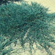Можжевельник горизонтальный (Juniperus horizontalis)