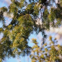 Можжевельник твердый (Juniperus rigida)