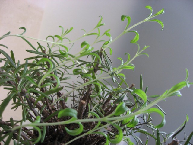 Вытягивание побегов и мельчание листьев комнатного растения — признак этиоляции
