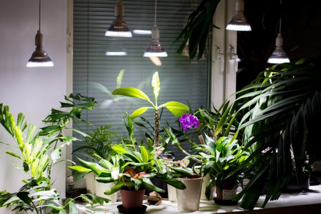 Дополнительное освещение для комнатных растений