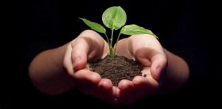 Почему так важно повышать плодородие почвы?
