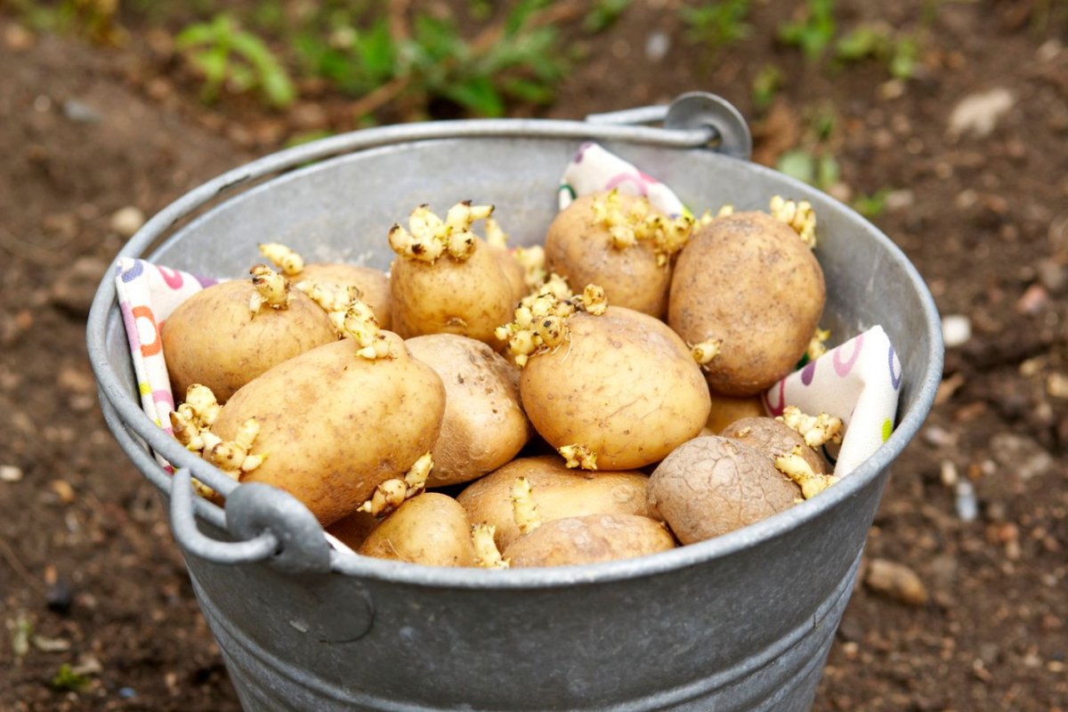 Правильная обработка картофеля перед посадкой — Ботаничка