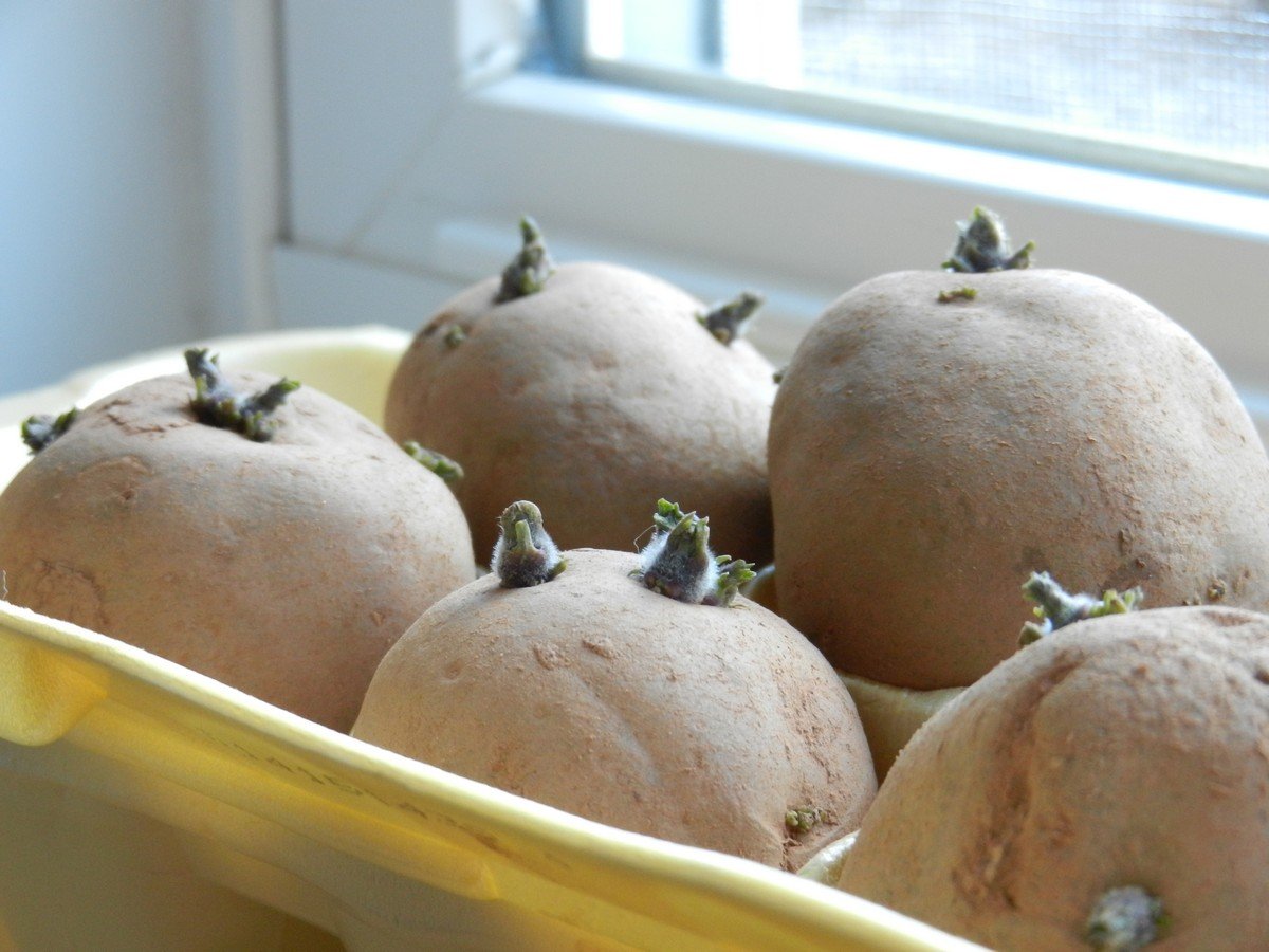 Обработка картофеля перед проращиванием. Озеленения семенного картофеля. Посадка пророщенного картофеля. Клубень картошки. Проросшая картошка фото.