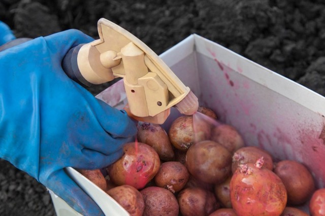 Обработка клубней картофеля перед посадкой