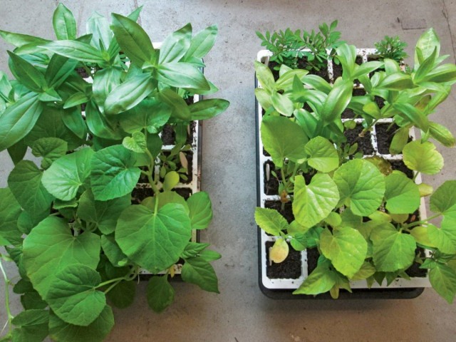 Выращивание рассады без удобрений (справа) и с применением удобрений (слева)