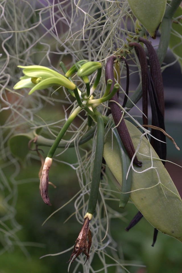 Орхидея ваниль (Vanilla): цветок, зелёные и подсохшие стручки