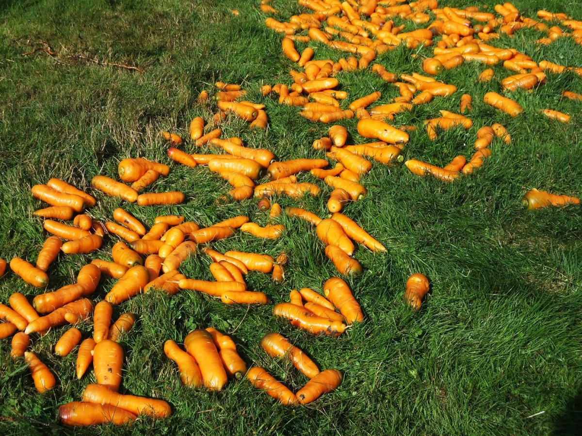 Выращиваем морковь. Посадка, уход. Свойства, вредители. Фото — Ботаничка