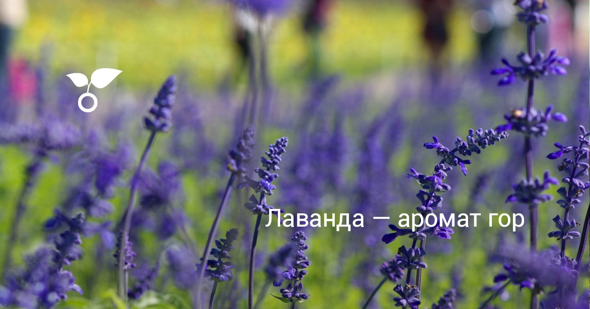 Лаванда — аромат гор. Посадка, уход, размножение. Болезни, вредители ...