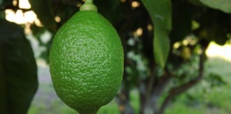 Зеленый лимон на дереве