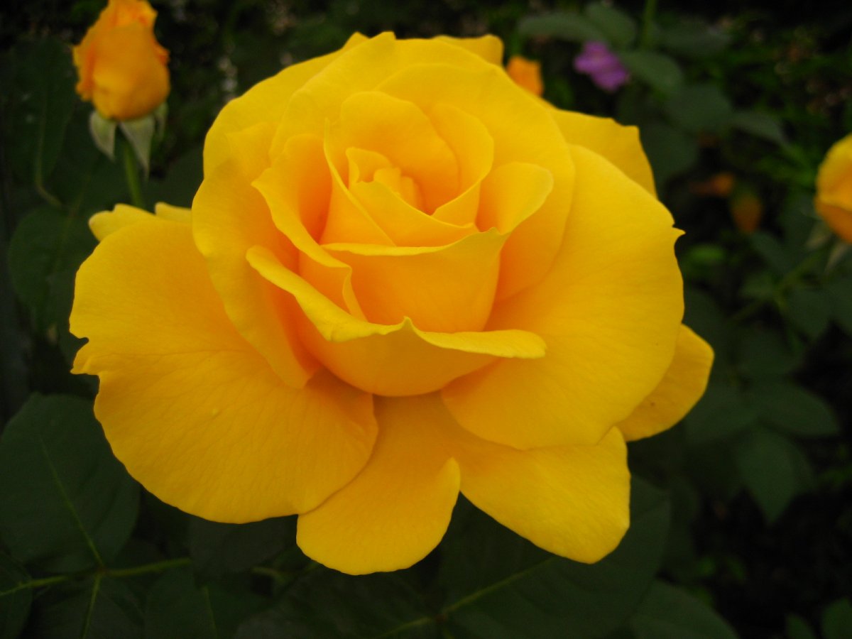 Роза чайно-гибридная. Уход, выращивание. Сорта. Цветок. Фото. — Ботаничка
