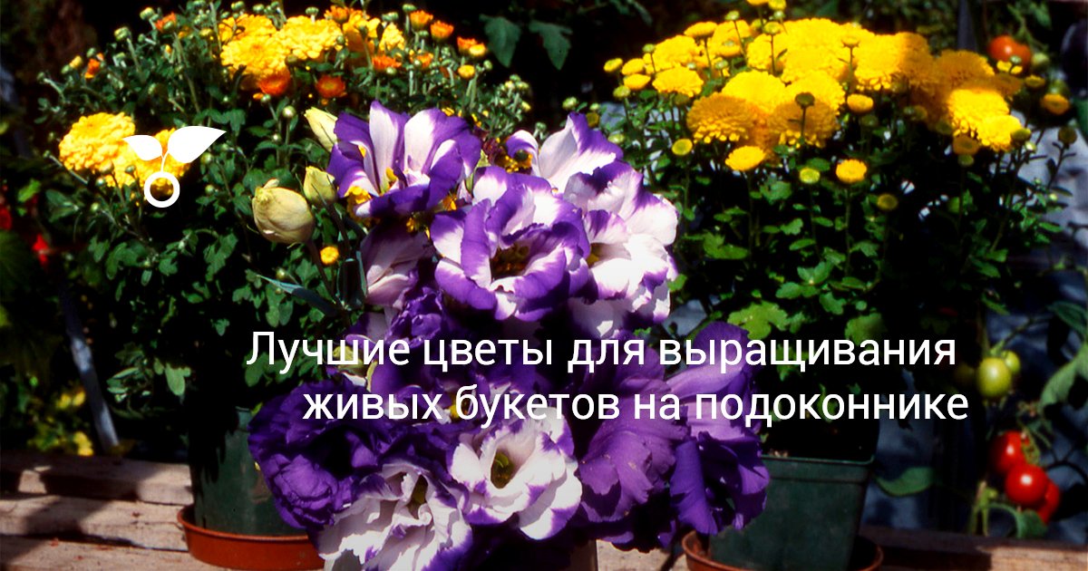 Лучшие цветы для выращивания живых букетов на подоконнике. Фото — Ботаничка