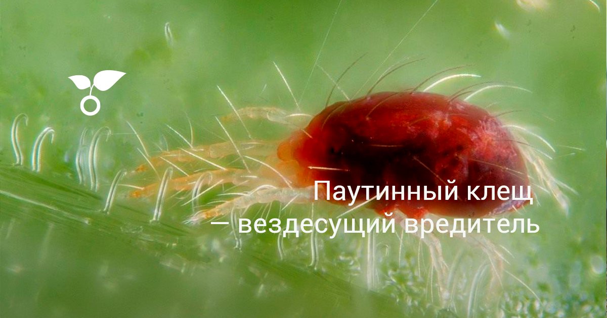 Лучшие средства для обработки растений