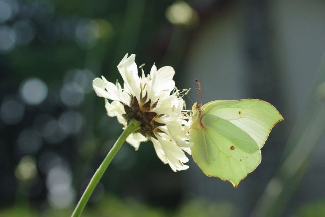 Цефалярия - магнит для бабочек