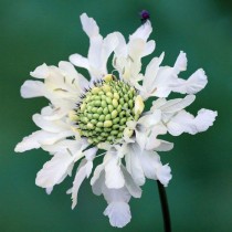 Цефалярия альпийская (Cephalaria alpina) 