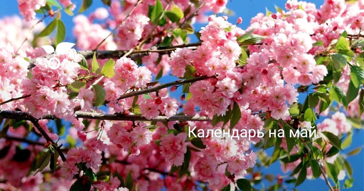Календарь на май. Лунный посевной календарь. Календарь садово-огородных ...
