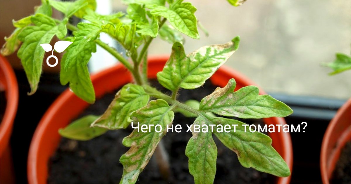 пасынки на рассаде томатов