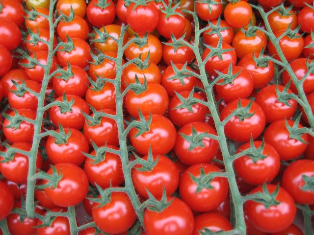 Урожай томатов черри на ветках