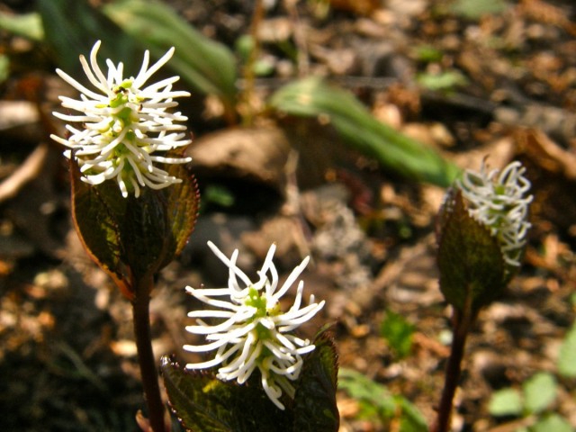 Хлорантусы-травянистые многолетники в естественной среде обитания