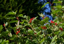 Калина - полезная ягода и украшение сада
