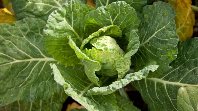 Нитрофоску применяют при выращивании капусты