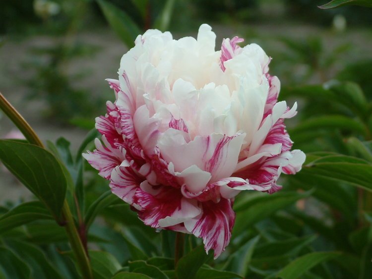 paeonia-candy-stripe-1