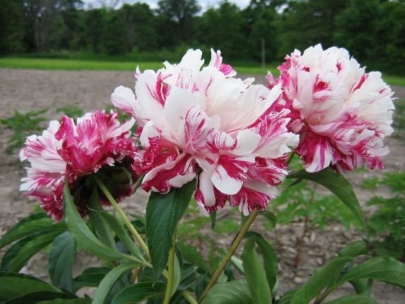 paeonia-candy-stripe-2
