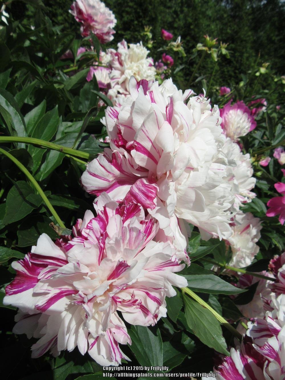 paeonia-candy-stripe-3