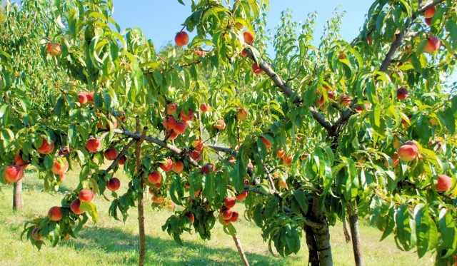 Персиковое дерево с плодами