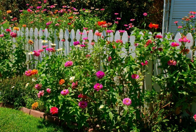 Циннии - идеальные цветы для сада пейзажного (природного) стиля