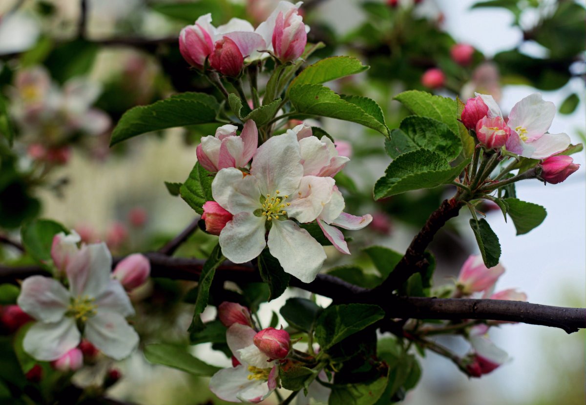 Почему яблоня цветет, но не плодоносит? Причины и решения. Фото — Ботаничка